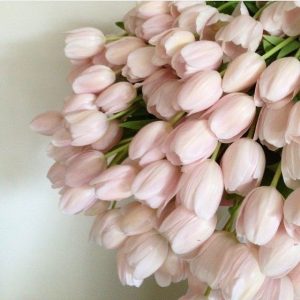 Abonament 49 Lalele două luni