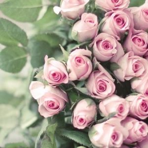 Abonament 9 Trandafiri două luni